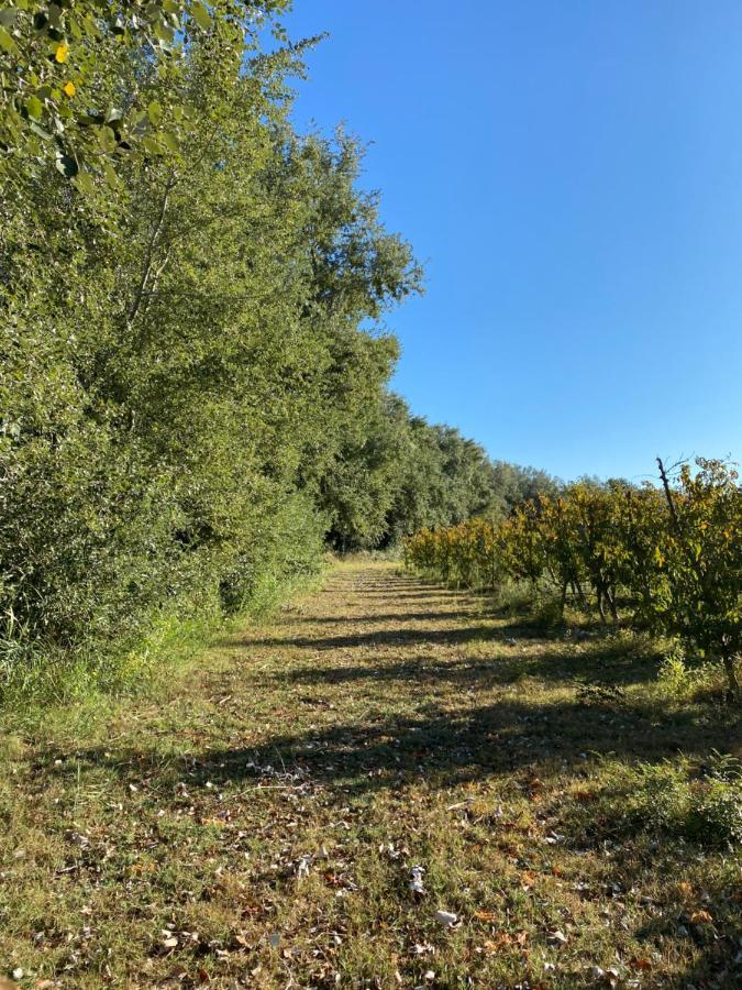 Hotel Rural Mas De L'Illa Tivissa Dış mekan fotoğraf