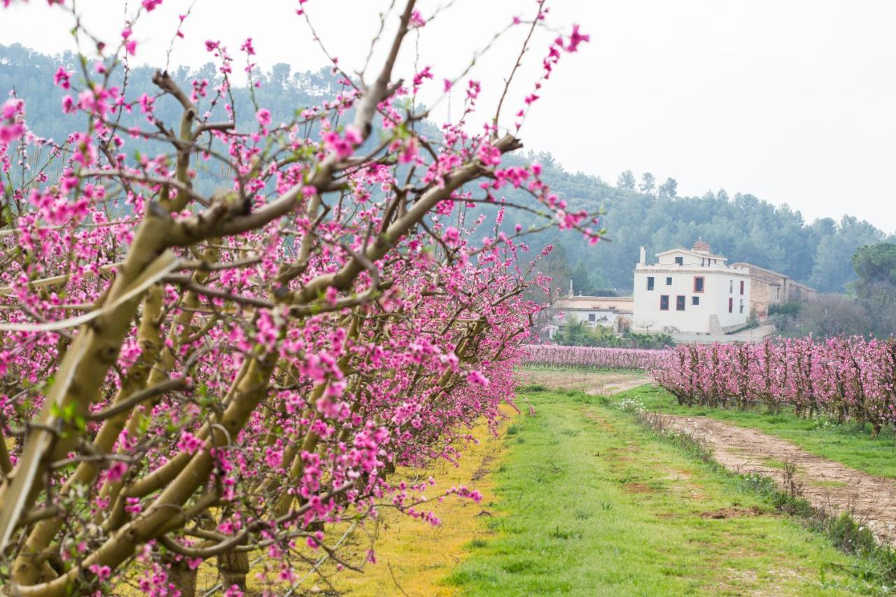 Hotel Rural Mas De L'Illa Tivissa Dış mekan fotoğraf